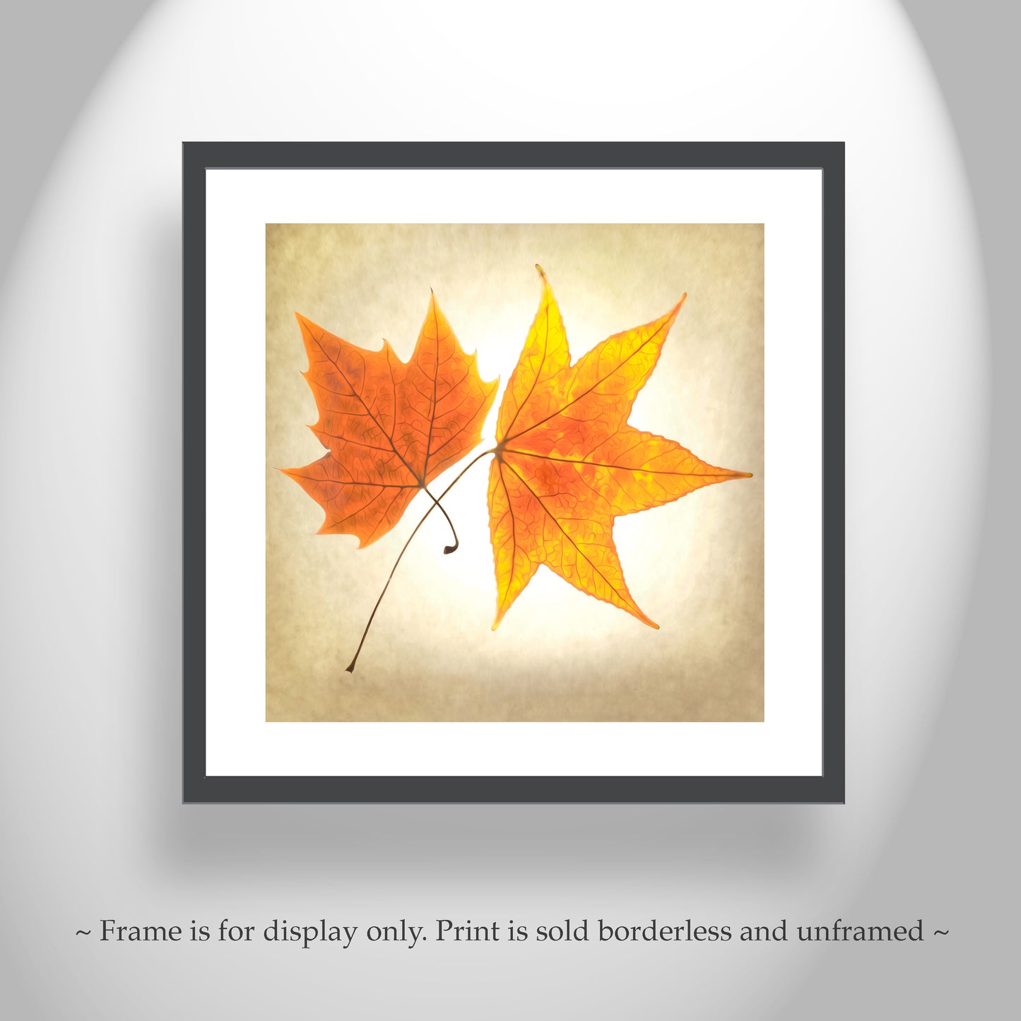 Autumn Leaves Botanical Art Print with Maple Leaf on Square Framed Print