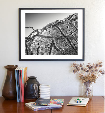Western Fence Lizard Photograph in Black and White | Reptile Art