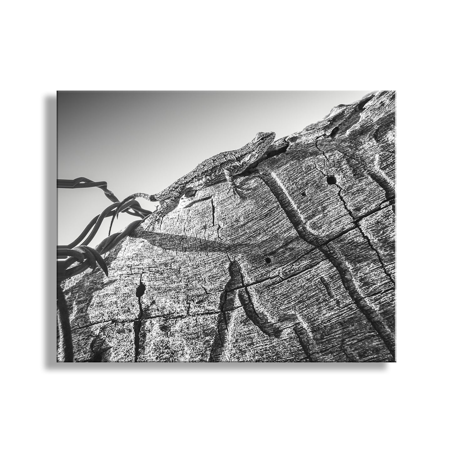 From the southern Arizona outback, a common lizard rests on a barbed wire ranch fence and eyes me warily. Photographed in Tumacacori Highlands. Original, unique signed art by Murray Bolesta!