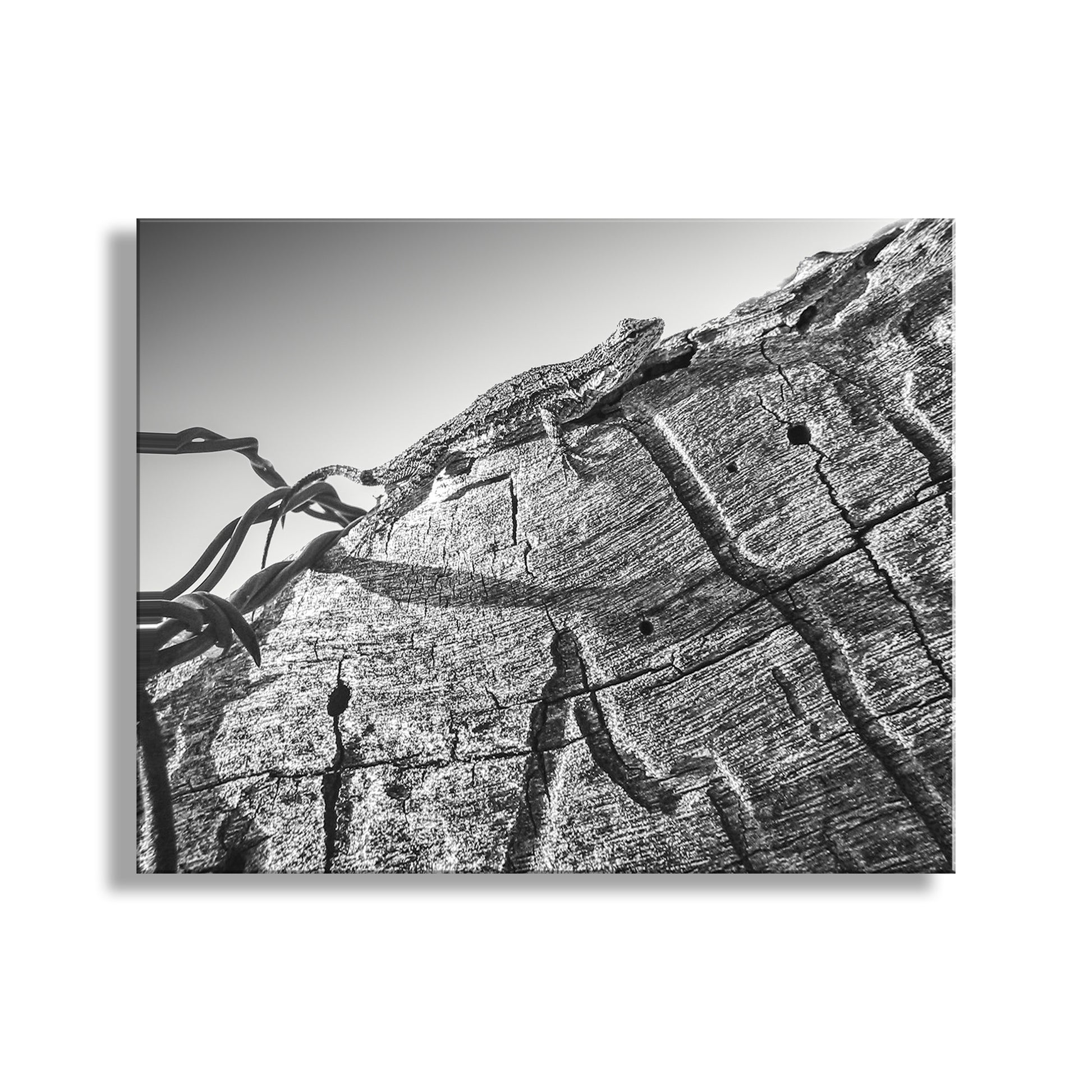 From the southern Arizona outback, a common lizard rests on a barbed wire ranch fence and eyes me warily. Photographed in Tumacacori Highlands. Original, unique signed art by Murray Bolesta!
