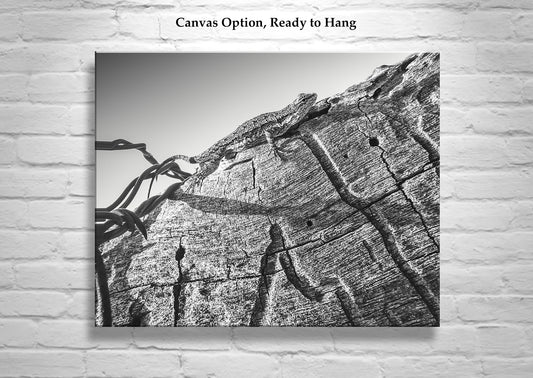 Western Fence Lizard Photograph in Black and White | Reptile Art