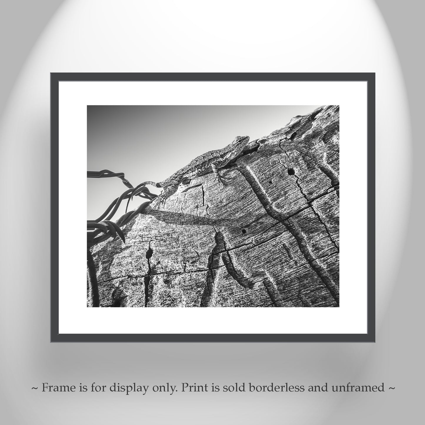 Western Fence Lizard Photograph in Black and White | Reptile Art