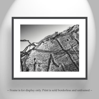 Western Fence Lizard Photograph in Black and White | Reptile Art