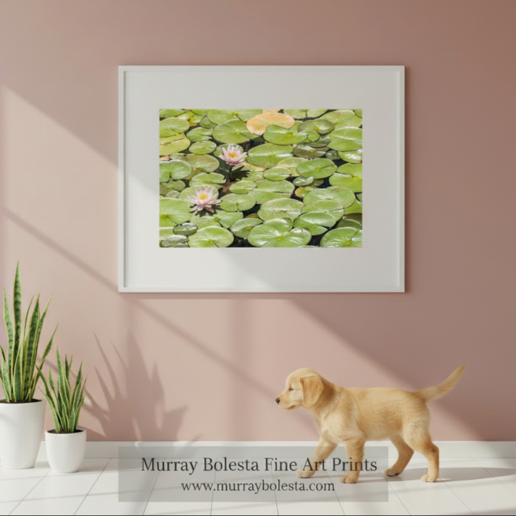 Water lilies on green lily pads in a pond. Mendocino Coast Lily Pads and Pink Flowers Nature Photography by Murray Bolesta