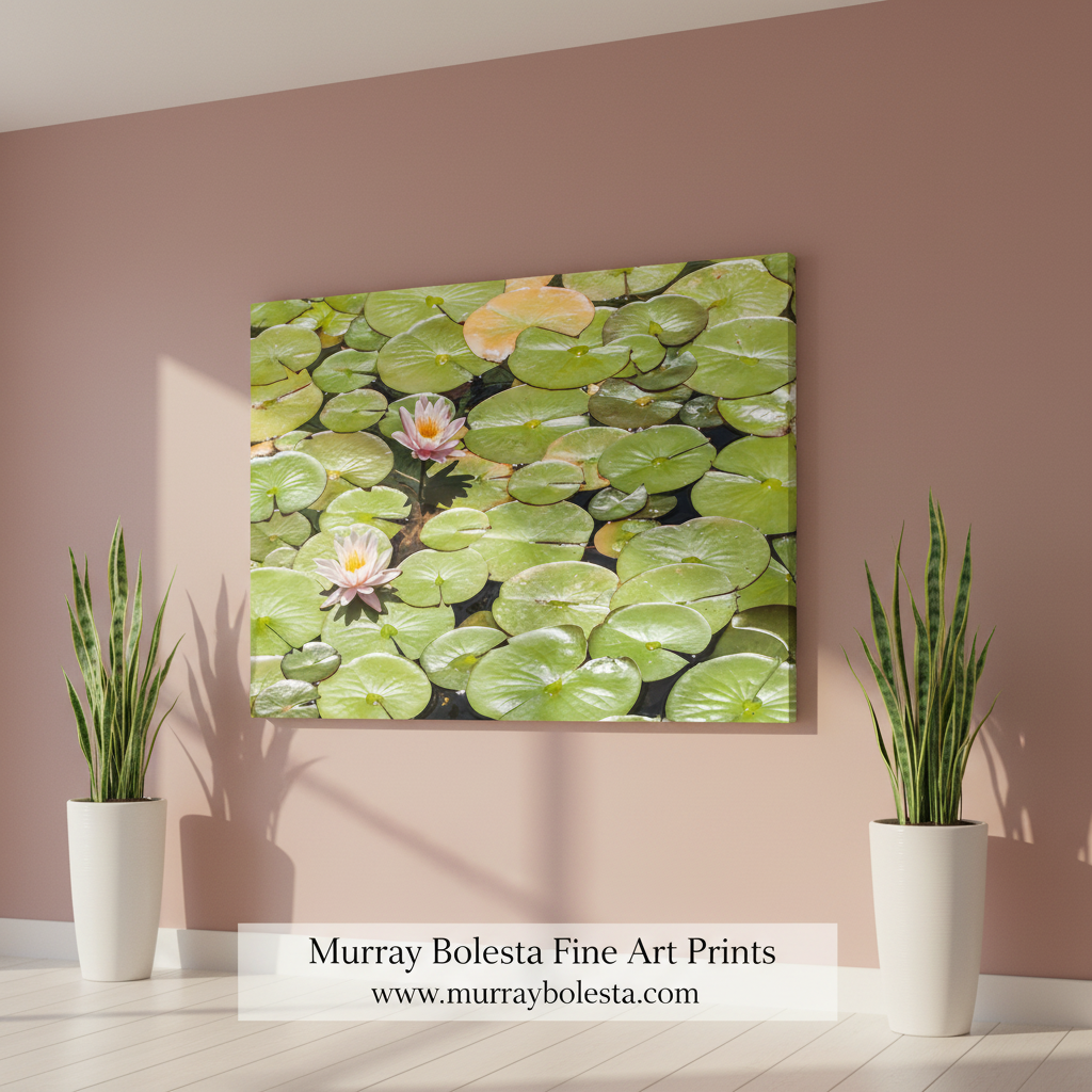 Water lilies on green lily pads in a pond. Mendocino Coast Lily Pads and Pink Flowers Nature Photography by Murray Bolesta