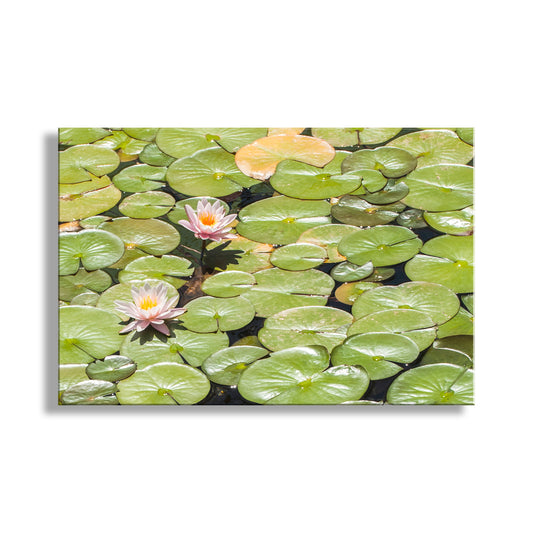 Water lilies on green lily pads in a pond. Mendocino Coast Lily Pads and Pink Flowers Nature Photography