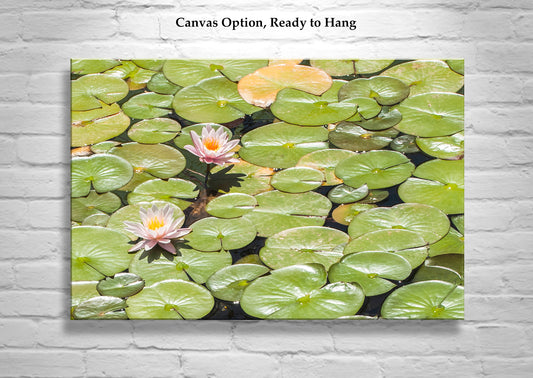 Mendocino Coast Lily Pads and Pink Flowers Nature Photography