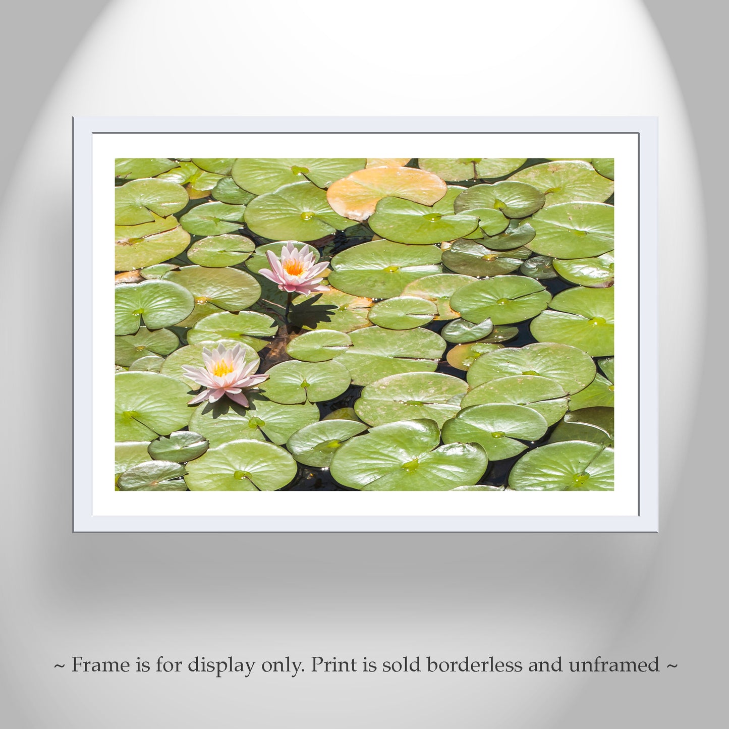 Mendocino Coast Lily Pads and Pink Flowers Nature Photography