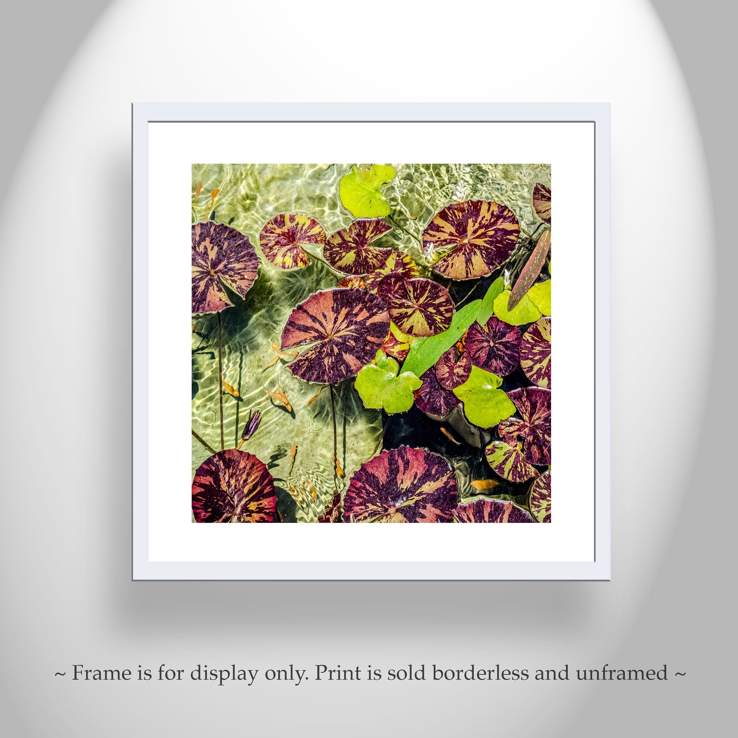 Water Lilies Nature Photography at Balboa Park San Diego California