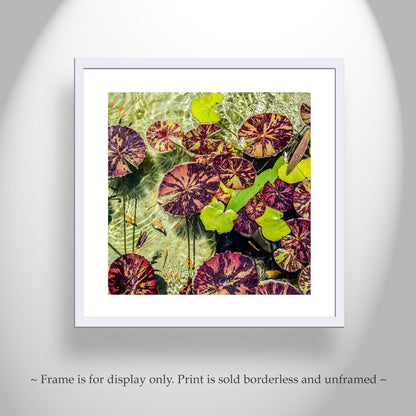 Water Lilies Nature Photography at Balboa Park San Diego California