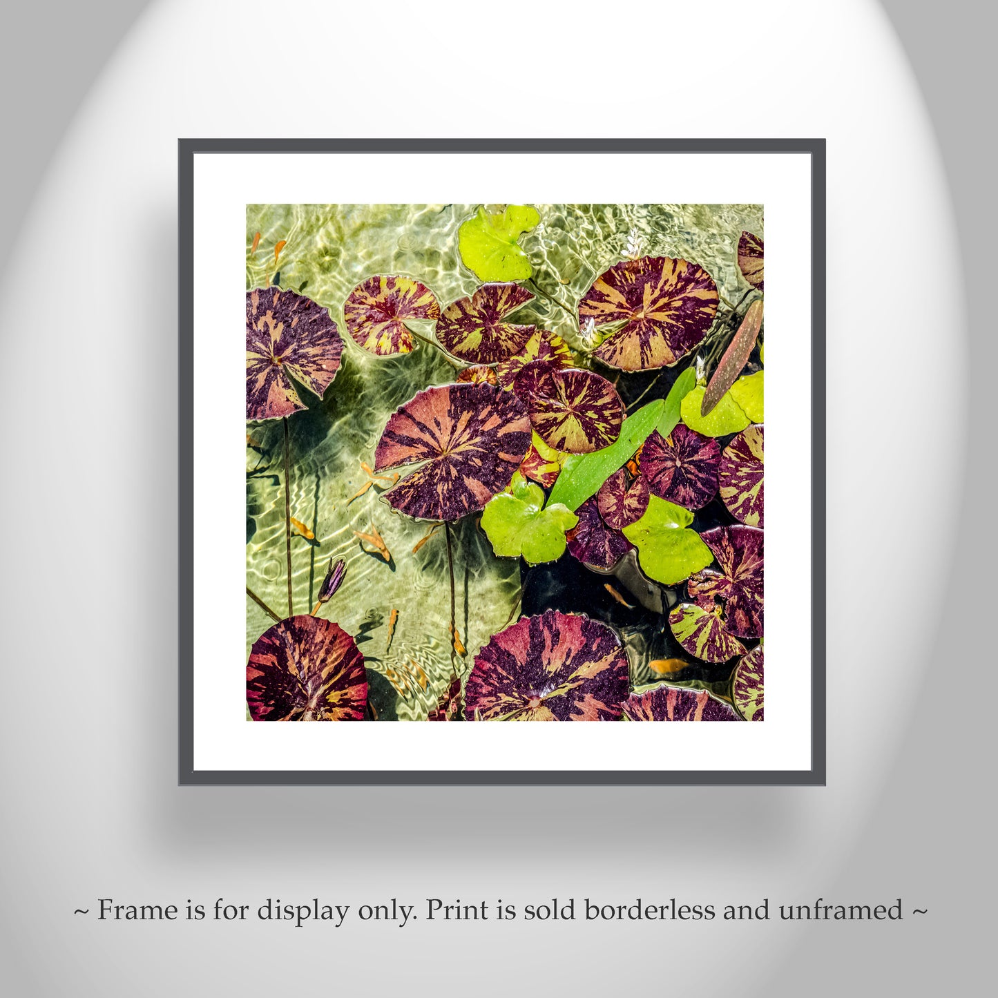 Water Lilies Nature Photography at Balboa Park San Diego California