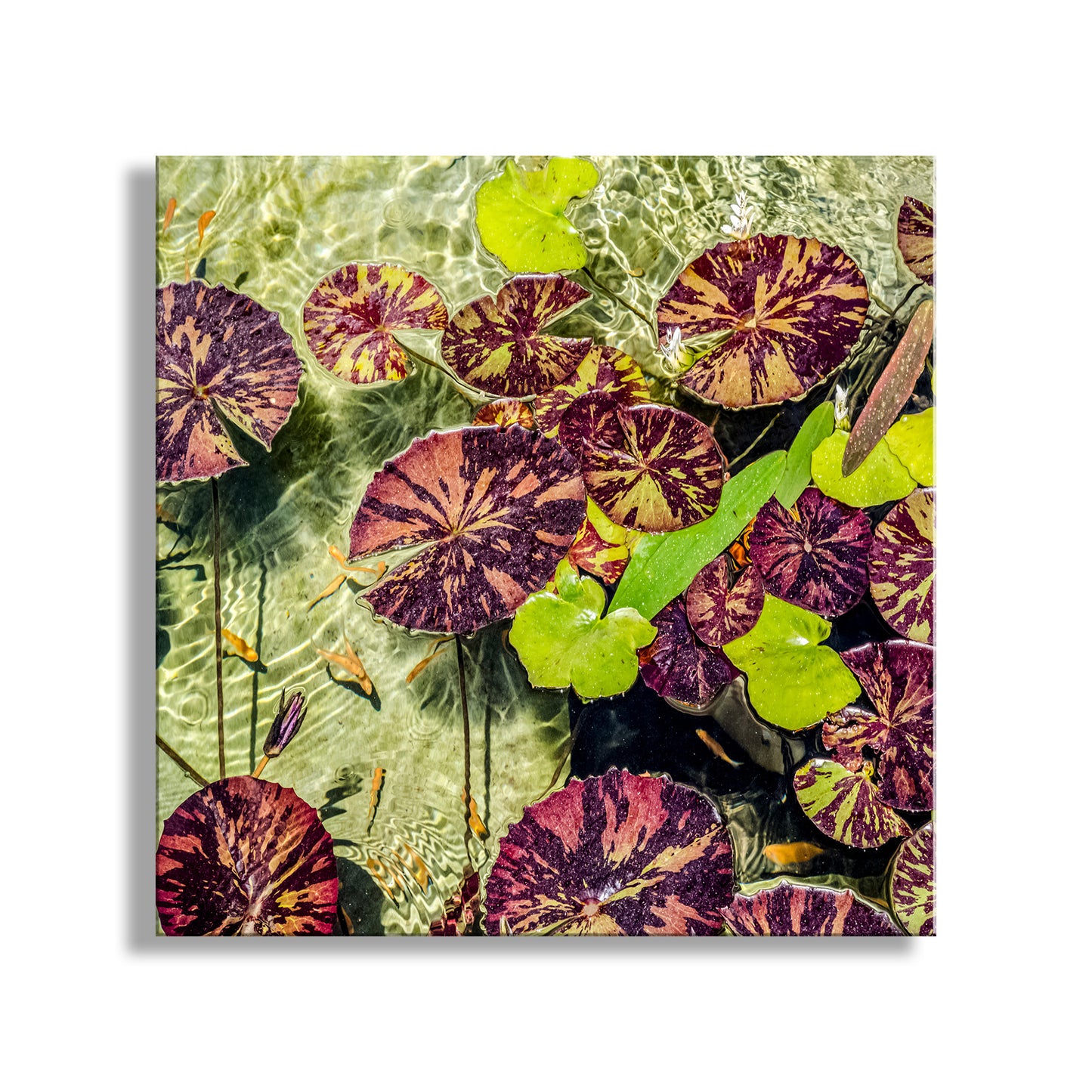 Water Lilies Nature Photography at Balboa Park San Diego California