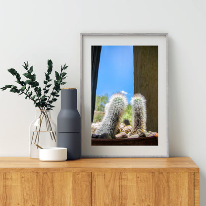 Tiny Cactus Photograph as Southwestern Wall Decor