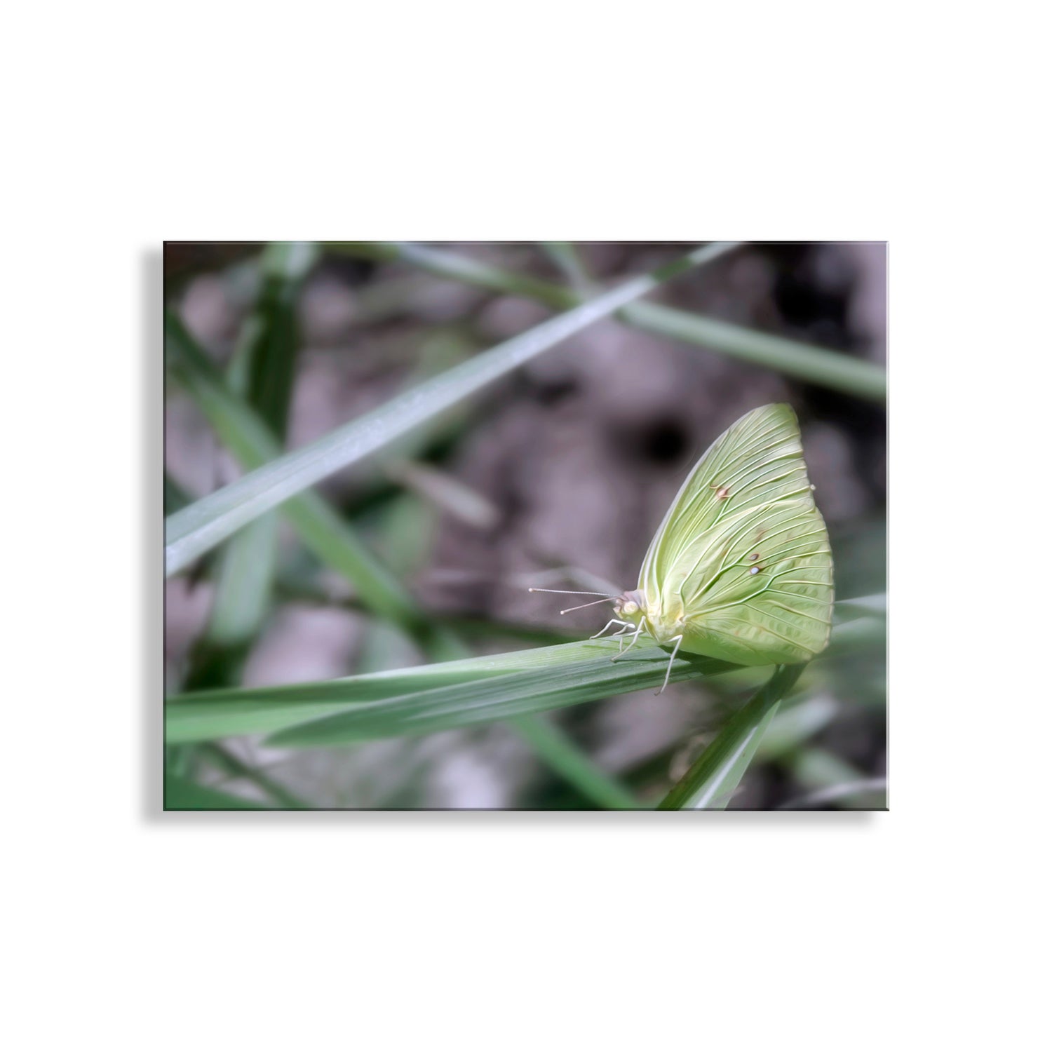 My gorgeous green nature photography with a yellow butterfly for your walls! Beautiful butterfly art from one of southern Arizona's very special places: Madera Canyon of the Santa Rita Mountains. Original, unique signed art by Murray Bolesta.