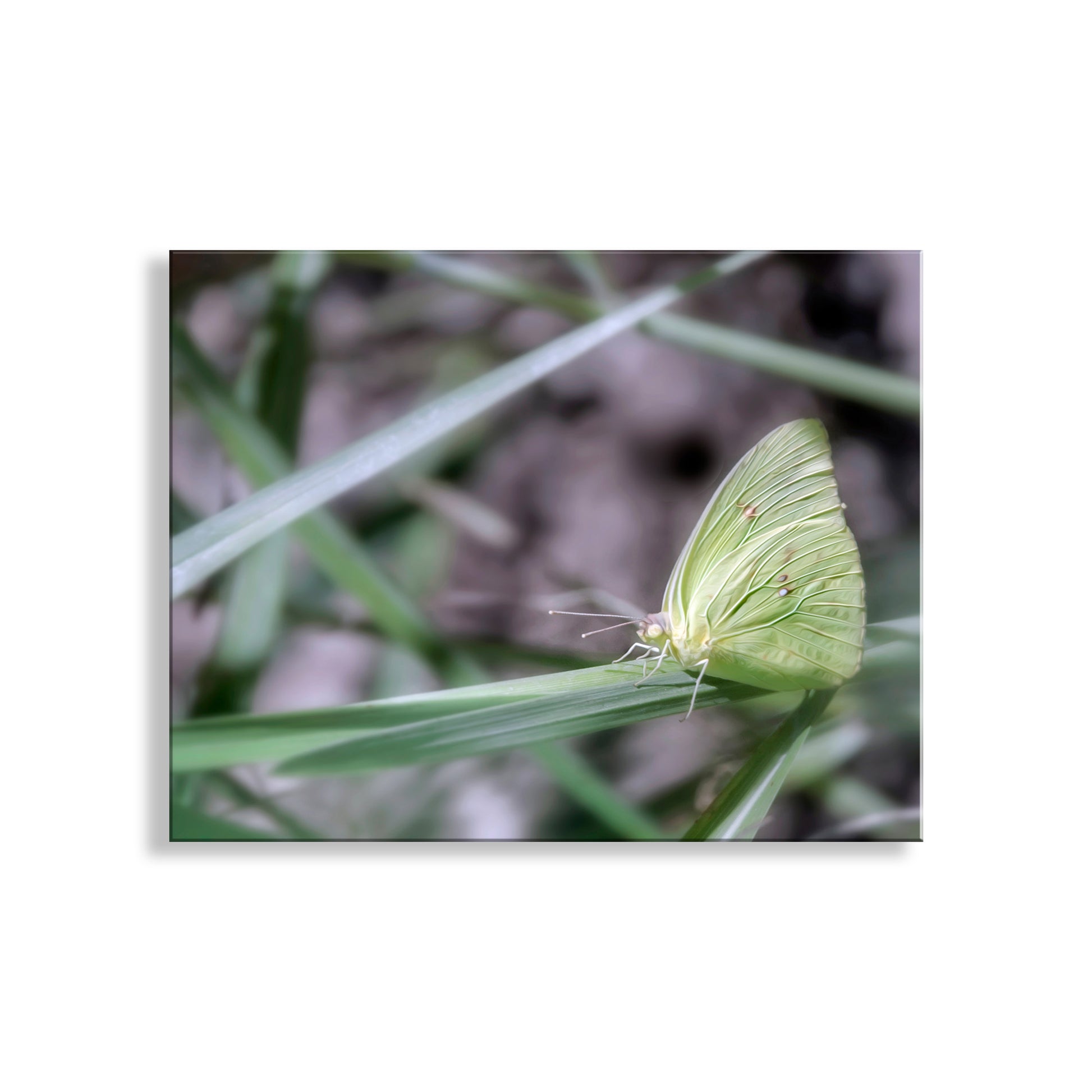 My gorgeous green nature photography with a yellow butterfly for your walls! Beautiful butterfly art from one of southern Arizona's very special places: Madera Canyon of the Santa Rita Mountains. Original, unique signed art by Murray Bolesta.