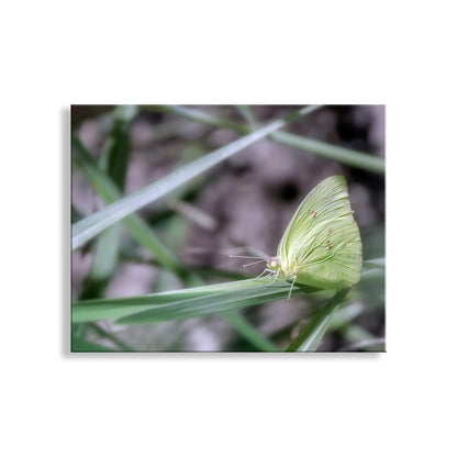 My gorgeous green nature photography with a yellow butterfly for your walls! Beautiful butterfly art from one of southern Arizona's very special places: Madera Canyon of the Santa Rita Mountains. Original, unique signed art by Murray Bolesta.