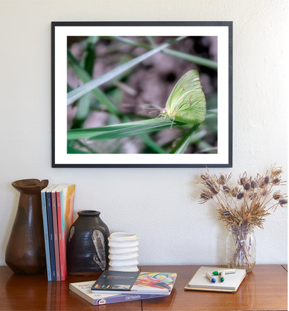 Soft Nature Art Photograph with Yellow Arizona Butterfly