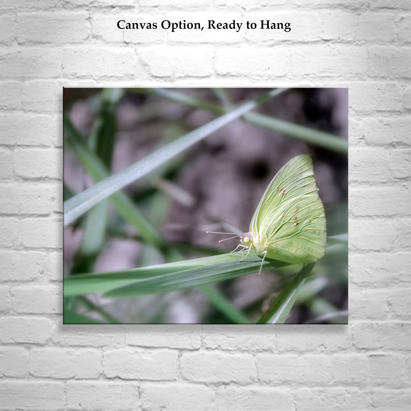 Soft Nature Art Photograph with Yellow Arizona Butterfly