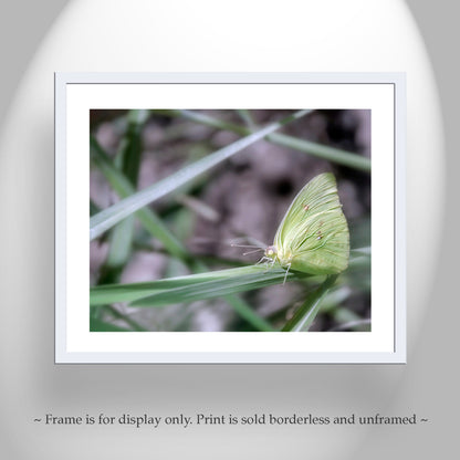 Soft Nature Art Photograph with Yellow Arizona Butterfly