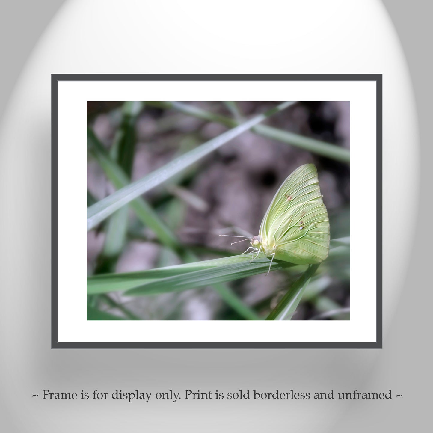 Soft Nature Art Photograph with Yellow Arizona Butterfly