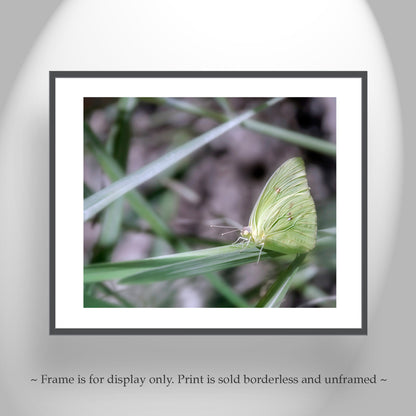 Soft Nature Art Photograph with Yellow Arizona Butterfly