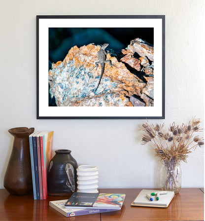 Lizard on Desert Mountain Rocks as Reptile Wildlife Photography