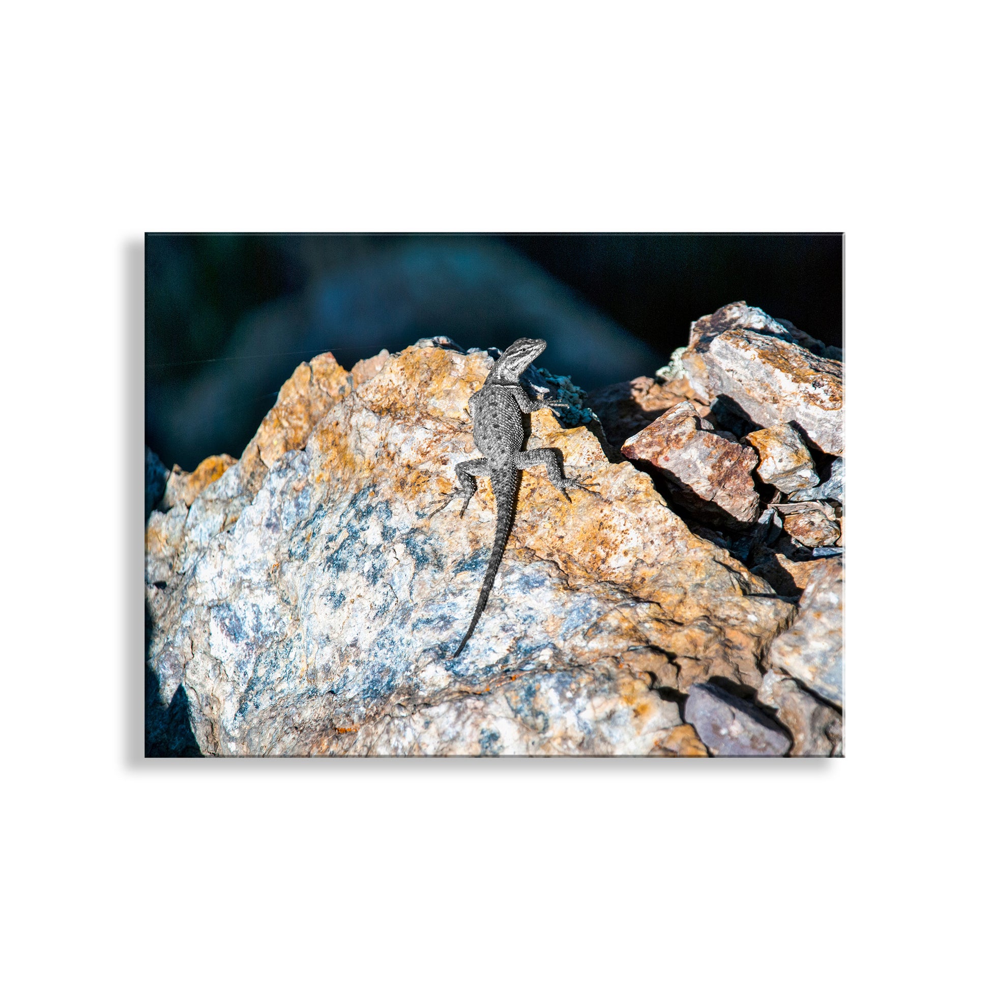 My lovely lizard wildlife photograph on desert mountain rocks. For the herpetology lovers in the family. I captured this scene on the western slopes of the Santa Rita Mountains of southern Arizona, planet Earth. Original, unique signed art by Murray Bolesta!
