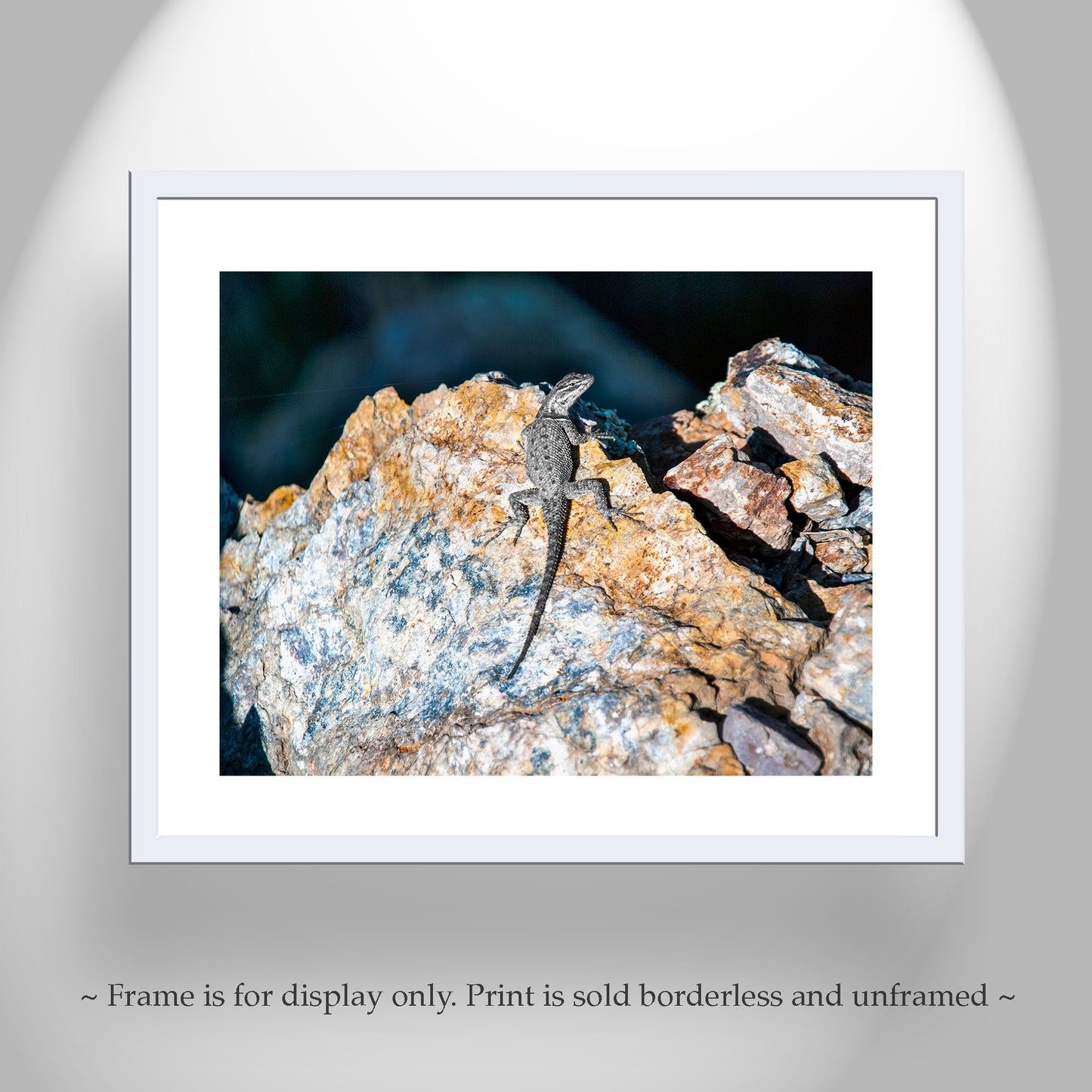 Lizard on Desert Mountain Rocks as Reptile Wildlife Photography