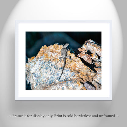 Lizard on Desert Mountain Rocks as Reptile Wildlife Photography