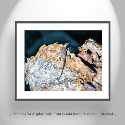 Lizard on Desert Mountain Rocks as Reptile Wildlife Photography