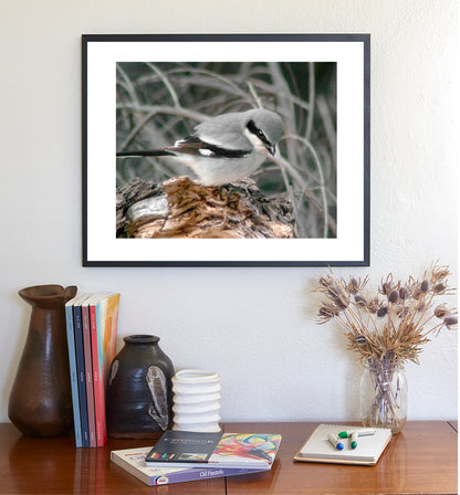Loggerhead Shrike Bird Art Print as Avian Wall Decor | Arivaca Cienega