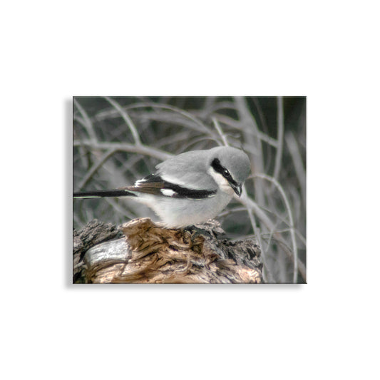 Loggerhead Shrike Bird Art Print as Avian Wall Decor | Arivaca Cienega