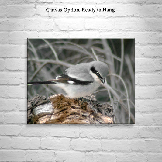 Loggerhead Shrike Bird Art Print as Avian Wall Decor | Arivaca Cienega