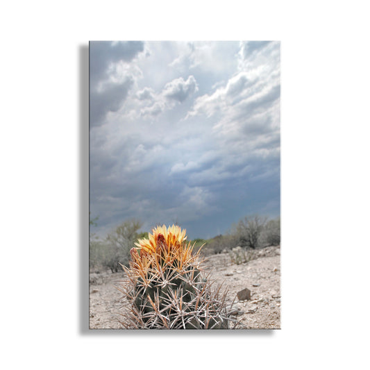 Desert Storm Landscape Art with Cactus Flower and Stormy Sky