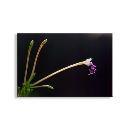 Close-up of a plant with a dark background. Minimalist Wildflower Nature Photograph in Arizona Desert Canyon Oasis
