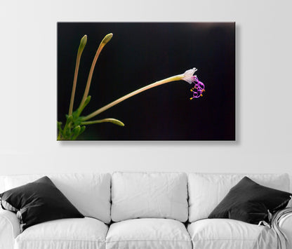 Minimalist Wildflower Nature Photograph in Arizona Desert Canyon Oasis