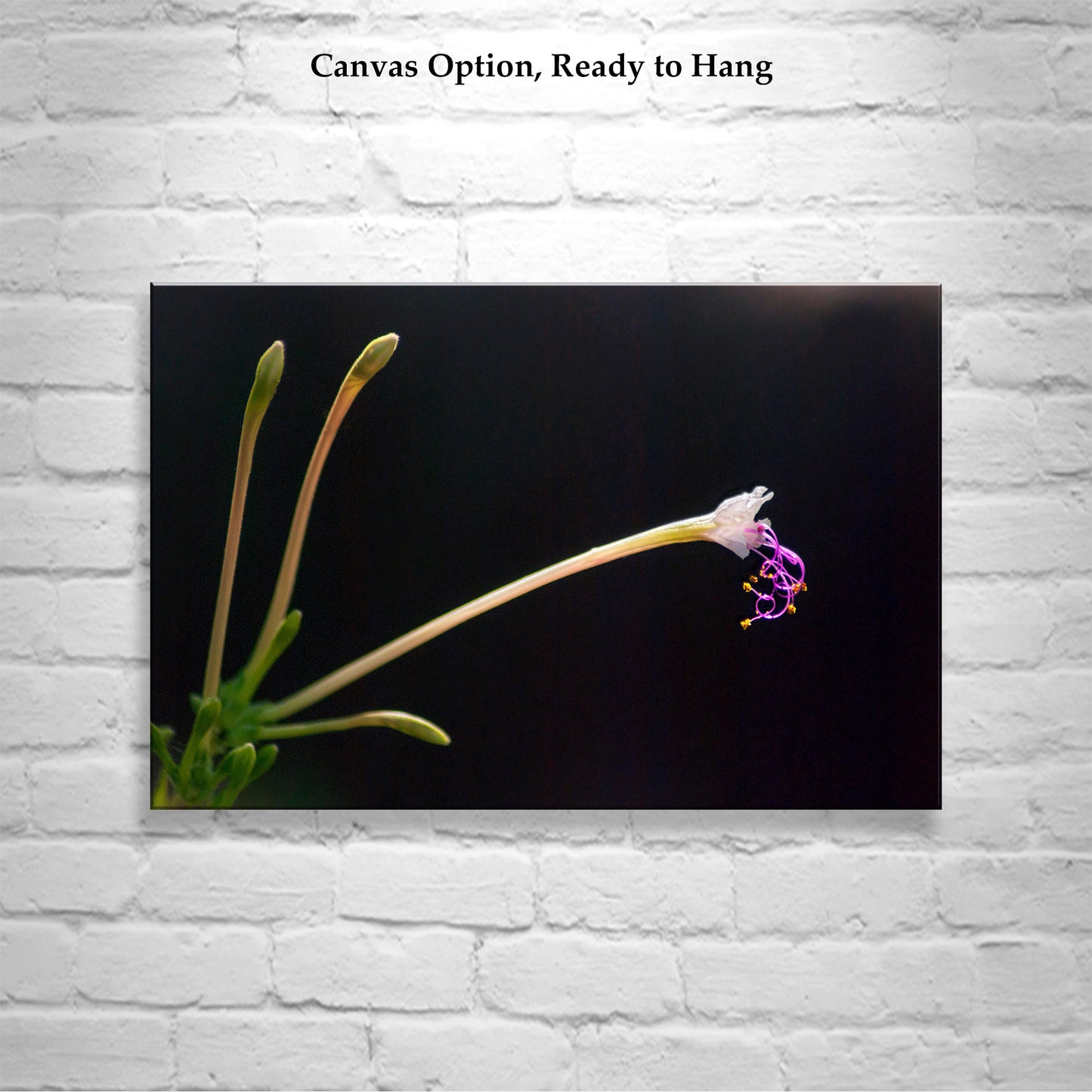 Minimalist Wildflower Nature Photograph in Arizona Desert Canyon Oasis