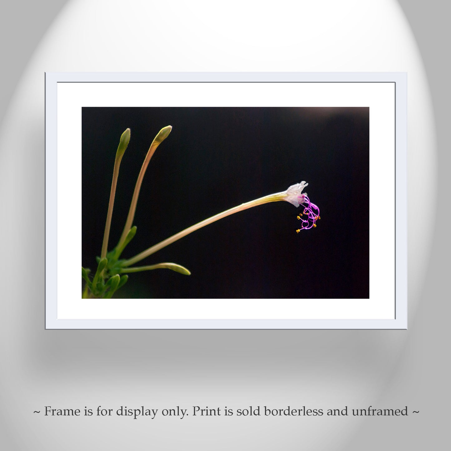 Minimalist Wildflower Nature Photograph in Arizona Desert Canyon Oasis