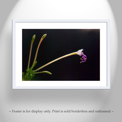 Minimalist Wildflower Nature Photograph in Arizona Desert Canyon Oasis