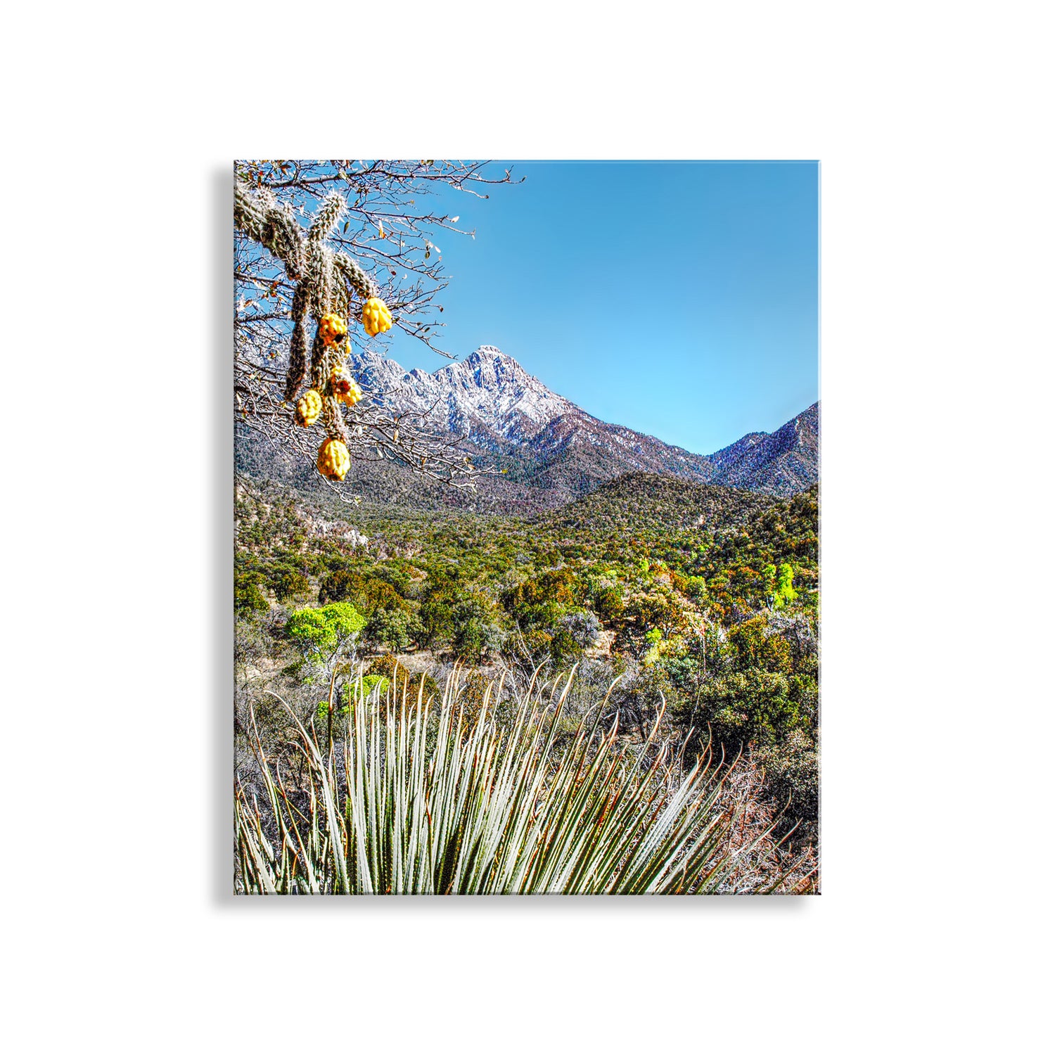 Desert landscape with cacti, mountains, and blue sky. Madera Canyon Landscape Art | Arizona Sky Island Mountains