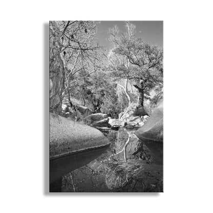 Black and white nature scene with trees and a stream. Arizona Desert Canyon Creek Fine Art Landscape Photography in Black and White