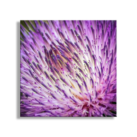 Thistle Flower Wall Decor Print as Wild Desert Botanical Art