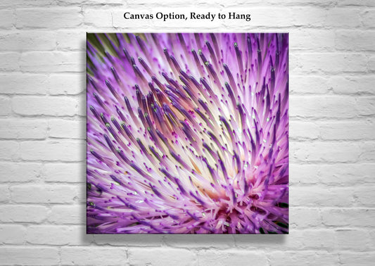 Thistle Flower Wall Decor Print as Wild Desert Botanical Art