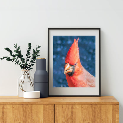 Red Cardinal Bird Photograph as Bold Vibrant Avian Artwork