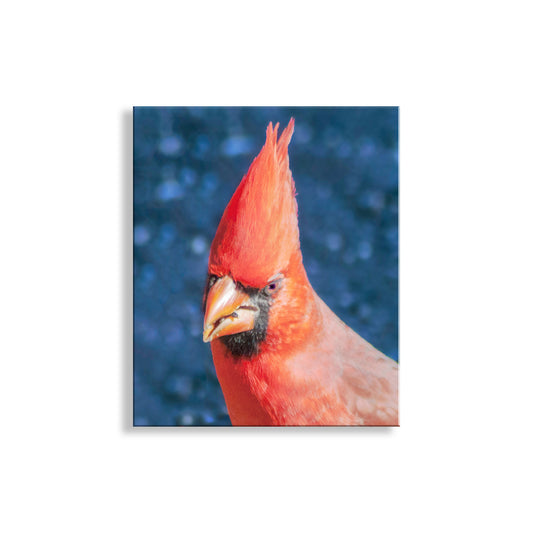 Red Cardinal Bird Photograph as Bold Vibrant Avian Artwork
