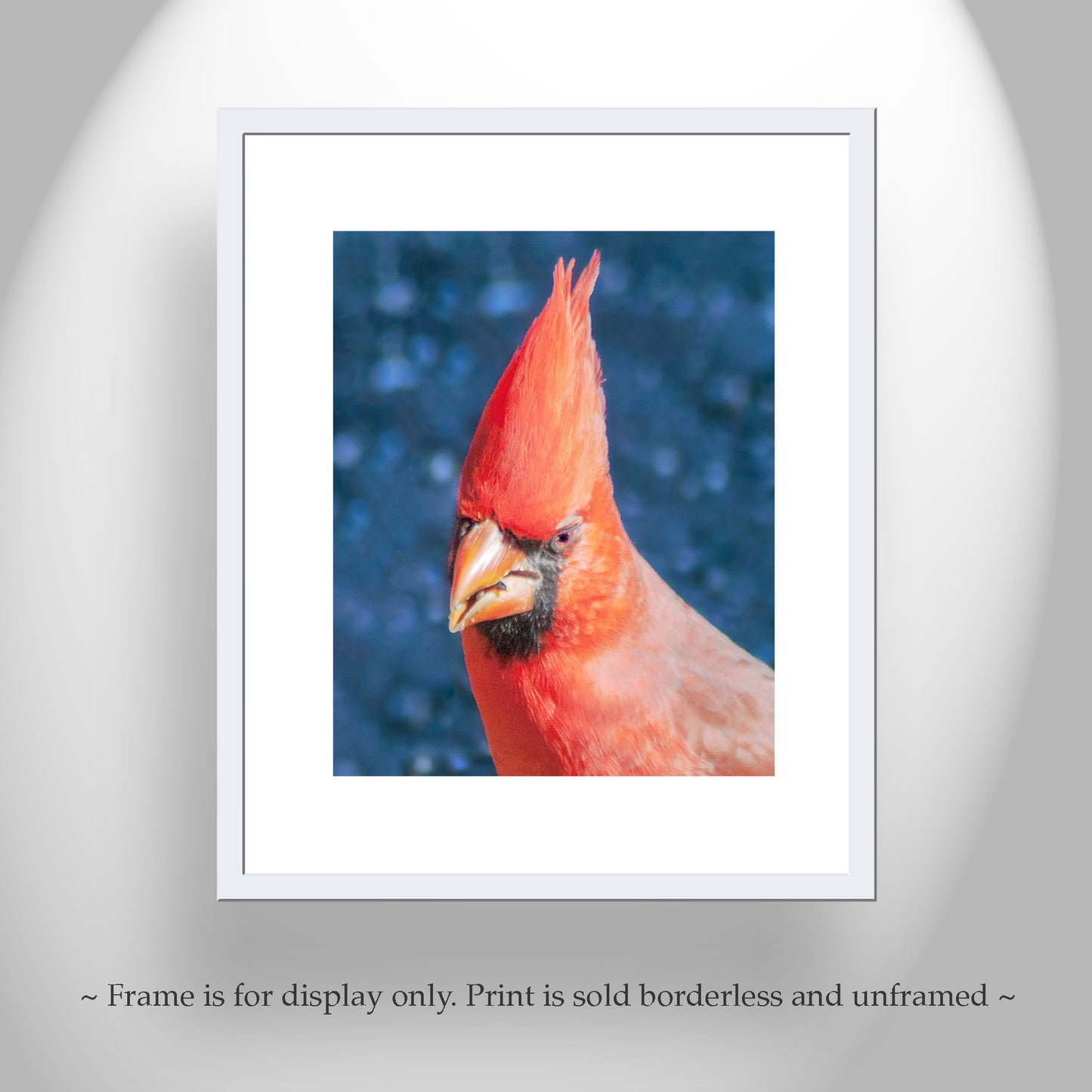 Red Cardinal Bird Photograph as Bold Vibrant Avian Artwork
