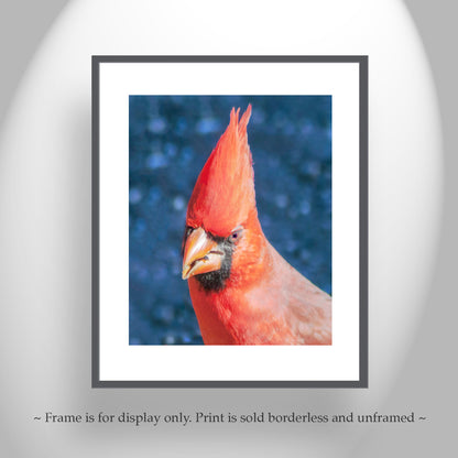 Red Cardinal Bird Photograph as Bold Vibrant Avian Artwork