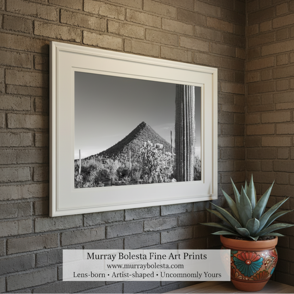 Black and white photo of a cactus in a desert landscape. Fine Art Desert Decor with Arizona Cactus Landscape in Black and White by Murray Bolesta
