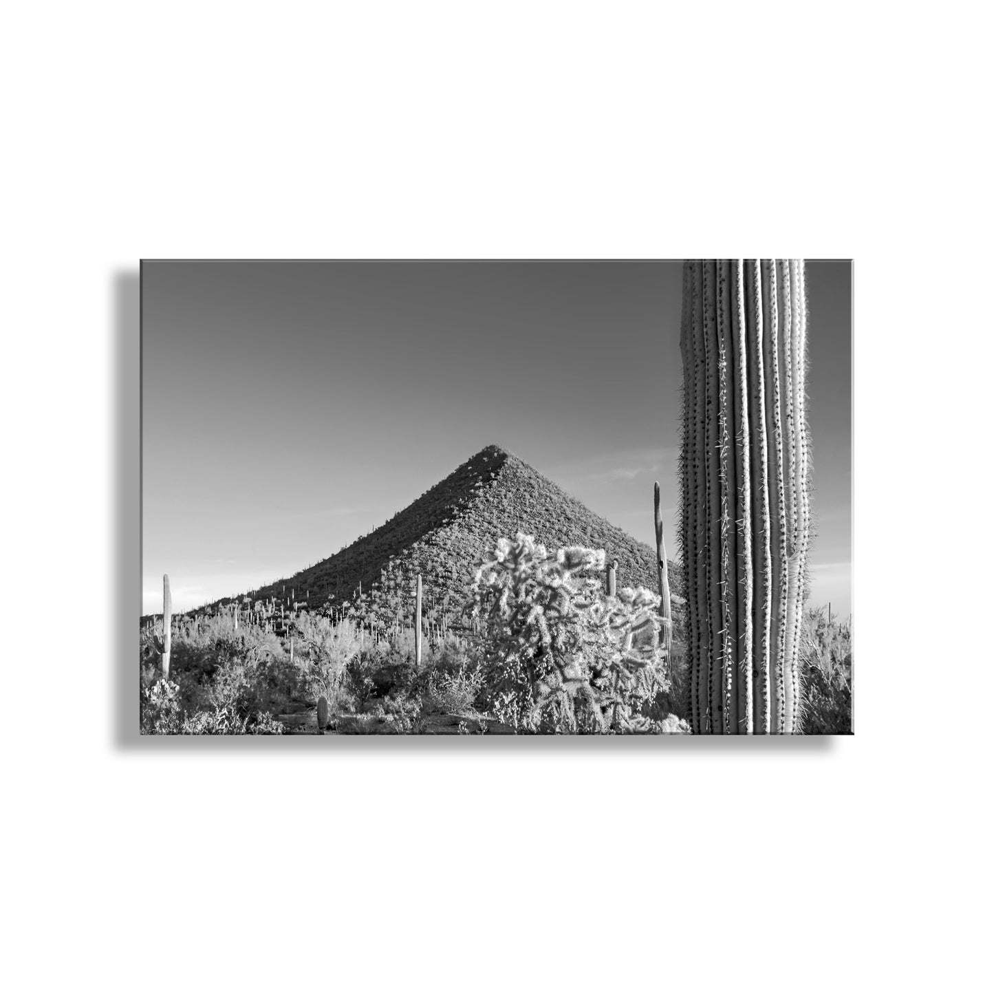 Black and white photo of a cactus in a desert landscape. Fine Art Desert Decor with Arizona Cactus Landscape in Black and White