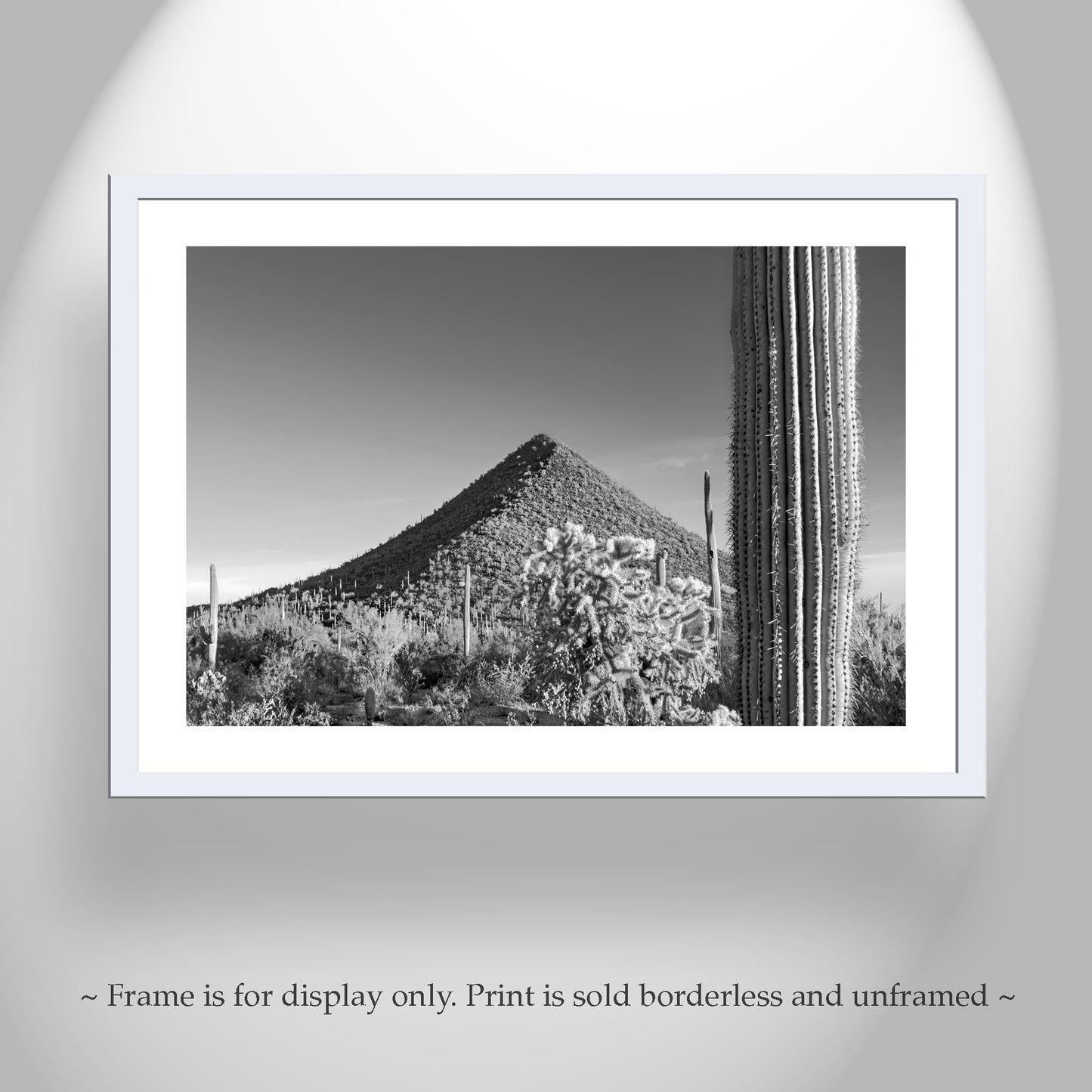 Fine Art Desert Decor with Arizona Cactus Landscape in Black and White
